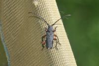 Ropalopus femoratus