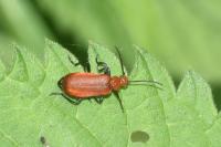 Pyrochroa serraticornis