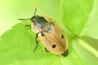 Dendroxena quadrimaculata