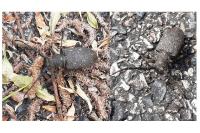 Lamia textor