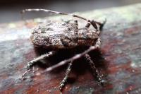 Mesosa nebulosa