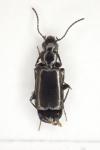 Microlestes minutulus