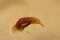 Microlestes minutulus