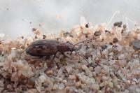 Bembidion litorale