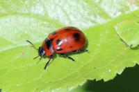 Gonioctena viminalis