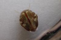 Laccophilus hyalinus
