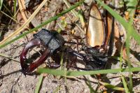 Lucanus cervus