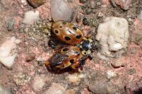 Anatis ocellata