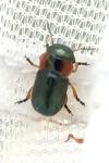 Cheilotoma musciformis