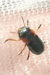 Cheilotoma musciformis