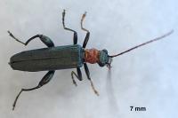 Oedemera croceicollis