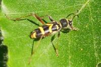 Clytus arietis
