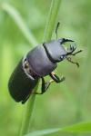 Dorcus parallelipipedus