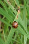 Harmonia axyridis