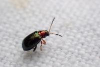 Crepidodera aurata