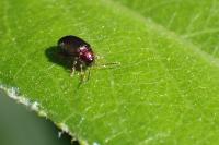 Crepidodera aurata