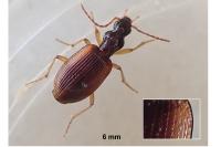 Oxypselaphus obscurus