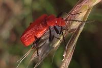 Pyrochroa serraticornis