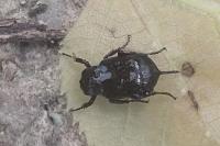 Valgus hemipterus