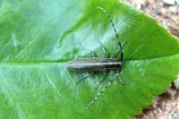 Agapanthia cardui