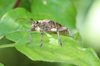 Rhagium mordax