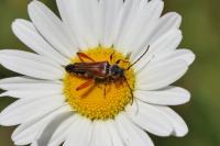 Stenopterus rufus