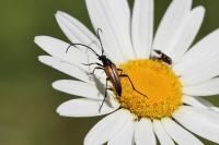 Stenurella melanura