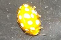 Halyzia sedecimguttata