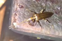 Oedemera femoralis