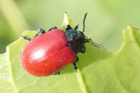 Chrysomela populi