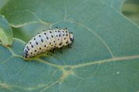 Chrysomela populi