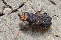 Platyrhinus resinosus