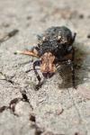 Platyrhinus resinosus