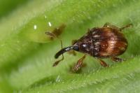 Nanophyes marmoratus