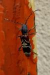 Anaglyptus mysticus