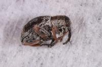 Exapion fuscirostre