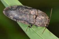 Agrypnus murinus