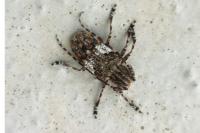 Mesosa nebulosa