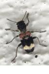 Clerus mutillarius
