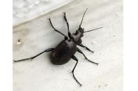 Calosoma inquisitor