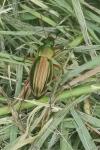 Carabus auratus