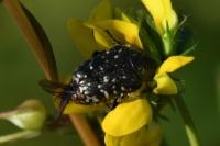 Oxythyrea funesta