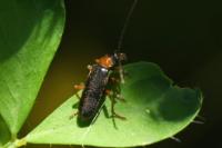 Cantharis flavilabris