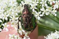 Gnorimus nobilis