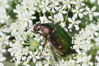Gnorimus nobilis