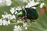 Gnorimus nobilis