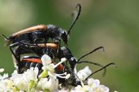 Stictoleptura fulva