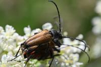 Stictoleptura fulva