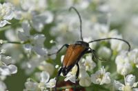 Stictoleptura fulva