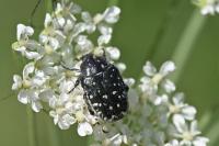 Oxythyrea funesta